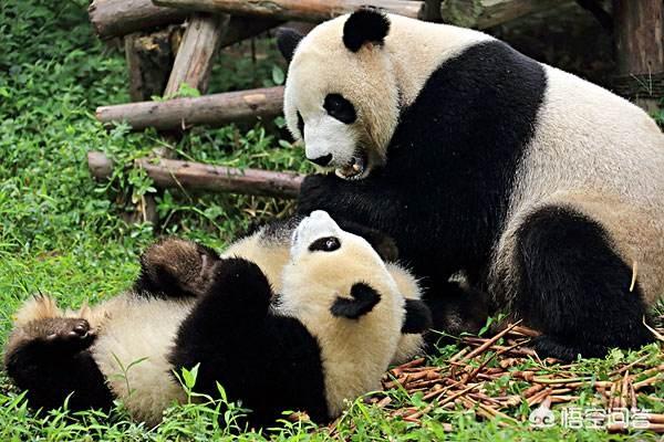 過(guò)年去成都玩，有什么特別的美食推薦？